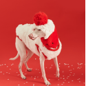 Cozy Italian Greyhound Fleece Vest