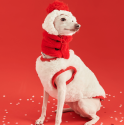 Cozy Italian Greyhound Fleece Vest