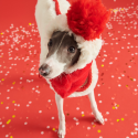 Cozy Italian Greyhound Fleece Vest