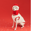 Cozy Italian Greyhound Fleece Vest