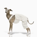Cotton Dog Pants Clothes Pinafore Denim