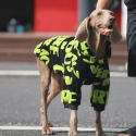Cozy Fleece Big Dog Hoodie