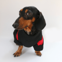 Festive Dachshund Dog Hoodie