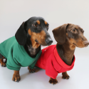 Festive Dachshund Dog Hoodie
