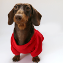 Festive Dachshund Dog Hoodie
