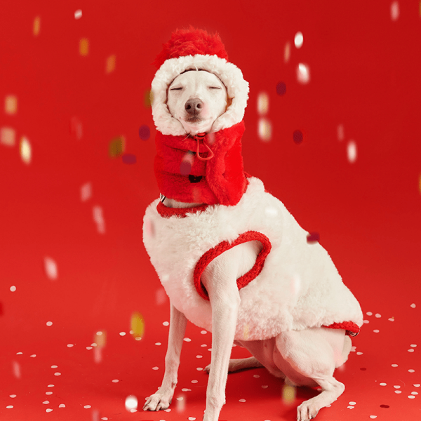 Cozy Italian Greyhound Fleece Vest