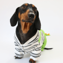 Dinosaur Dachshund Dog Onesies